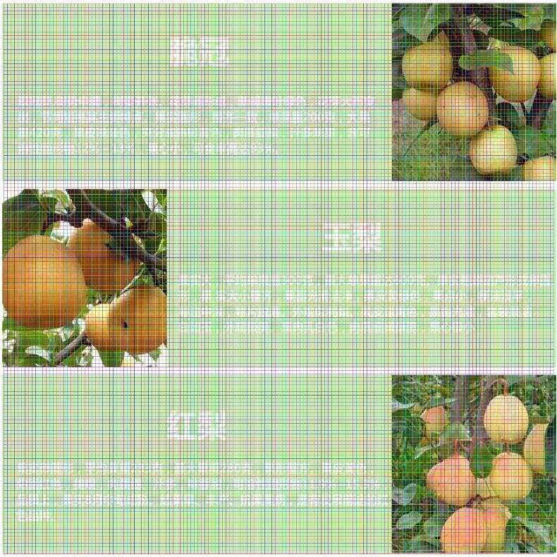 贵州梨树苗供应 紫巴梨树苗多少钱出售