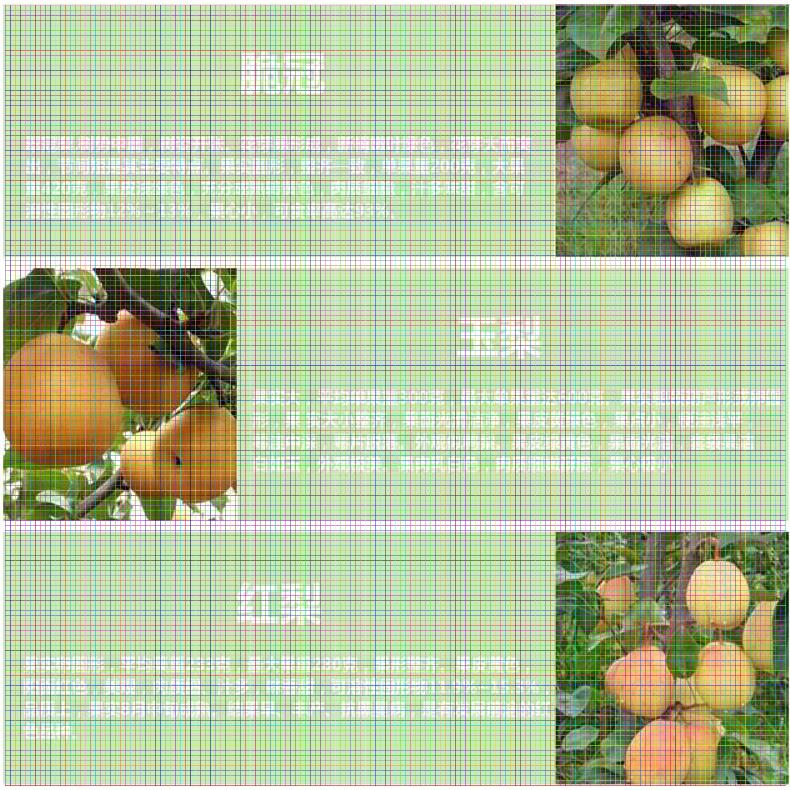 貴州梨樹苗供應(yīng) 紫巴梨樹苗多少錢出售