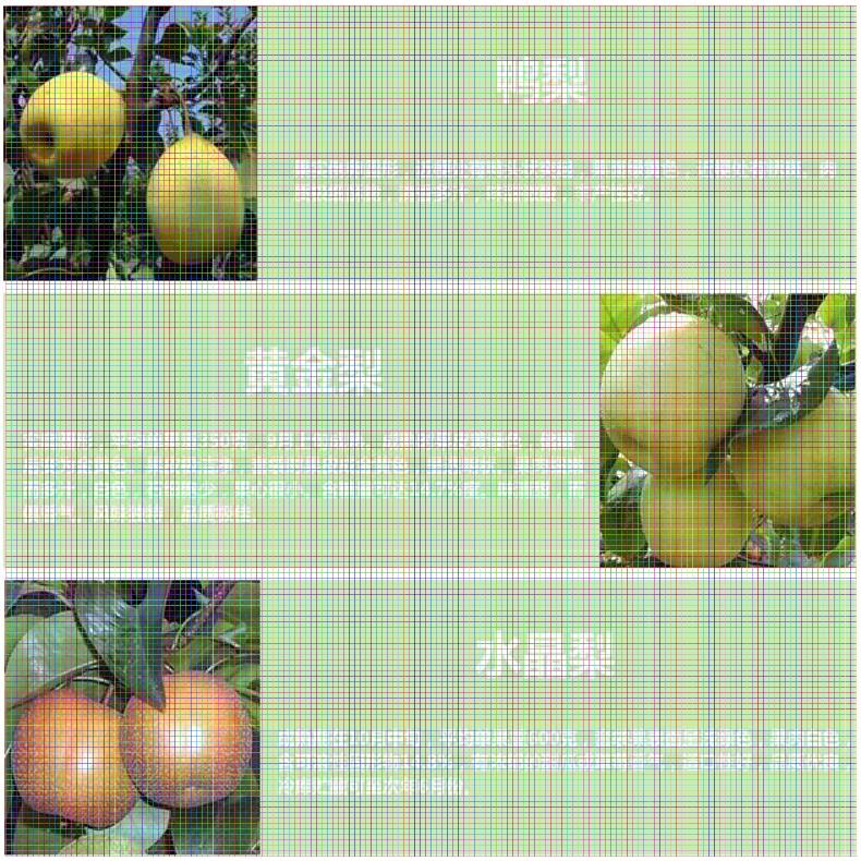 貴州梨樹苗供應(yīng) 香紅蜜梨梨樹苗單價