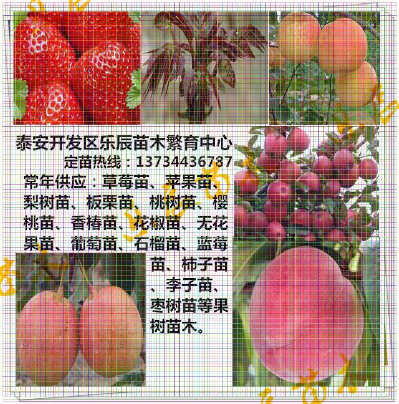 江西梨樹苗供應(yīng) 秋黃梨樹苗產(chǎn)地在哪