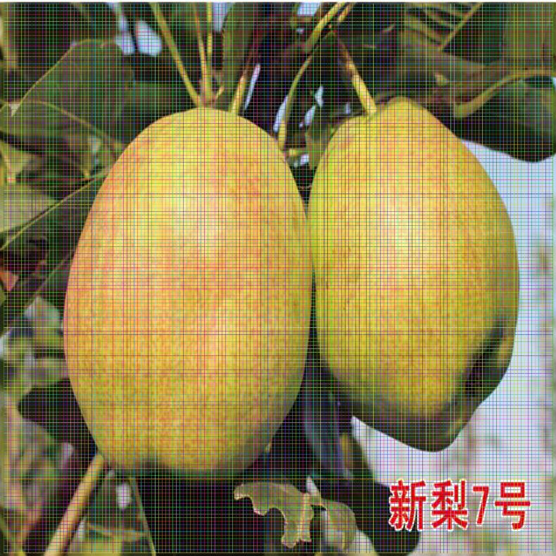 甘肅梨樹苗供應(yīng) 美人酥梨樹苗多少錢出售