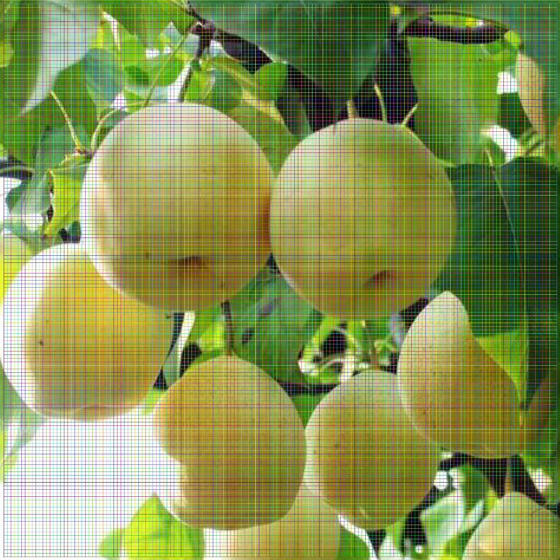 河北梨樹苗供應(yīng) 紅太陽(yáng)梨樹苗一畝產(chǎn)多少