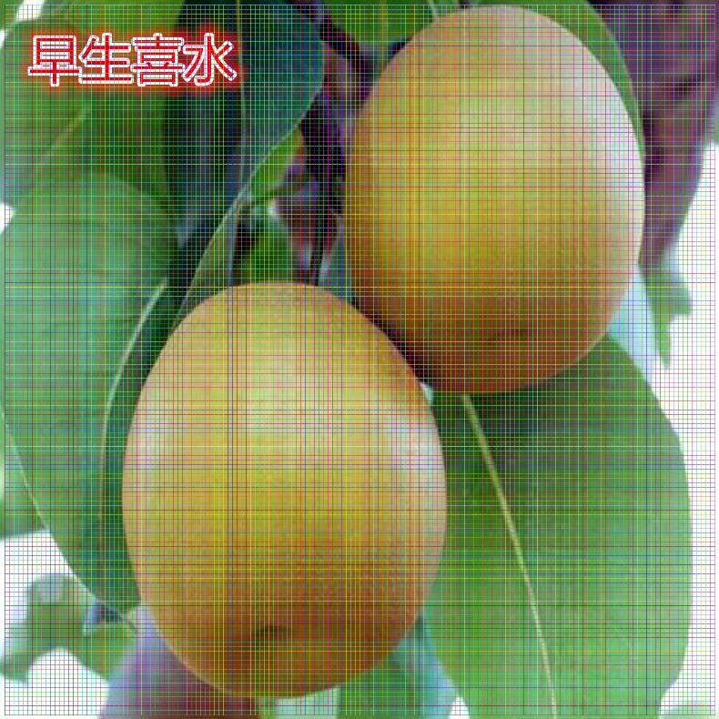 重慶梨樹苗供應(yīng) 香水梨樹苗幾年掛果