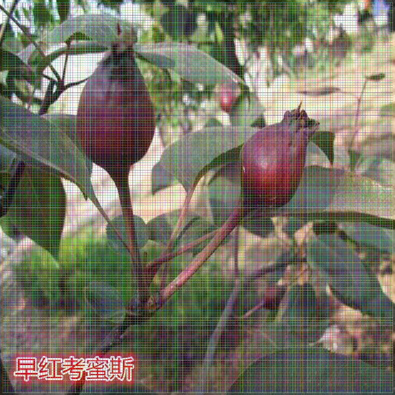河北梨樹苗供應(yīng) 六月雪梨樹苗單價(jià)