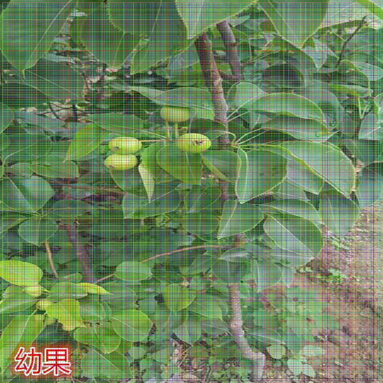 四川梨樹苗供應(yīng) 金秋梨樹苗單價(jià)