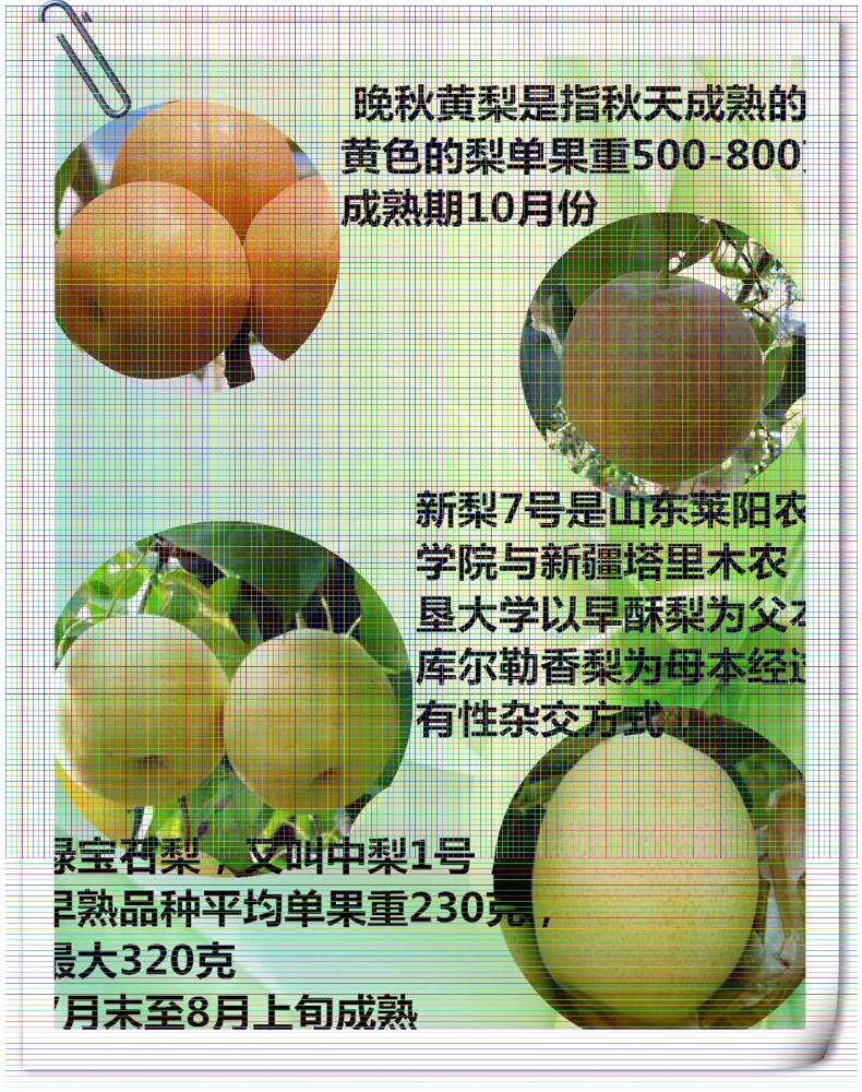 貴州梨樹苗供應(yīng) 雪花梨樹苗單價