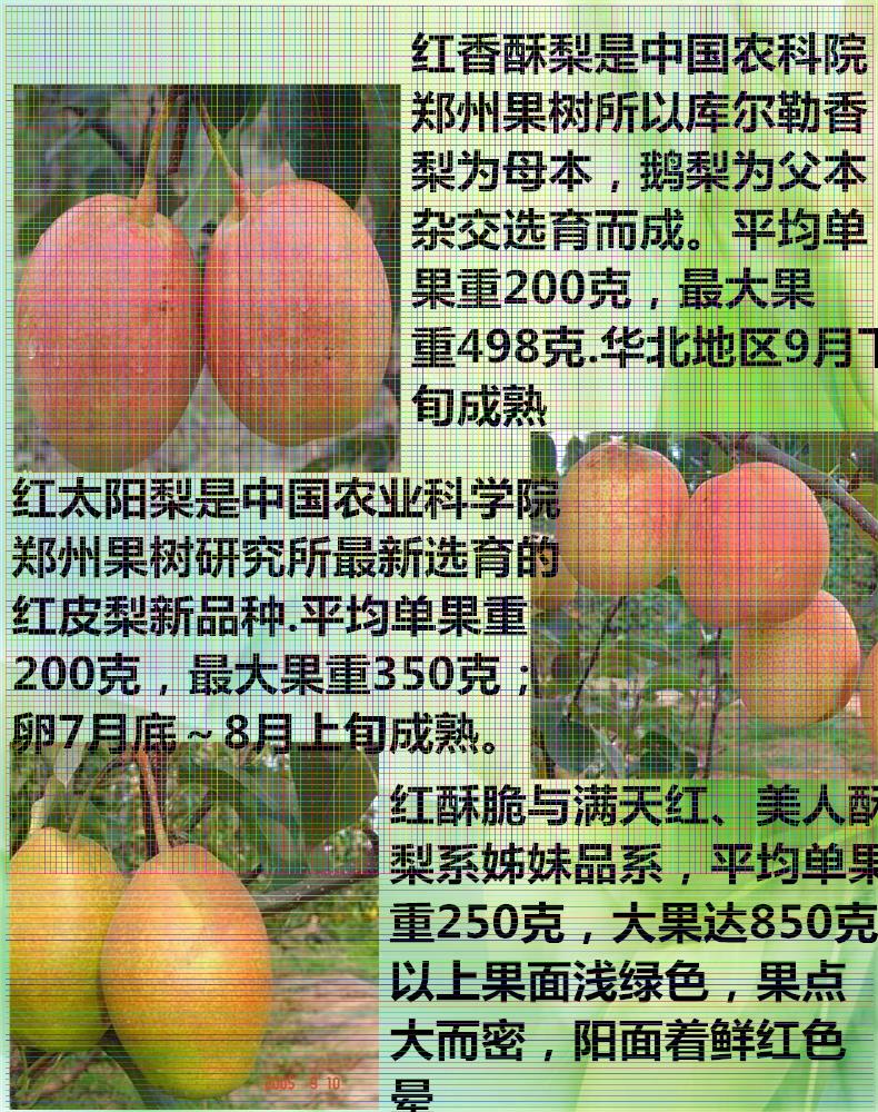 河北梨樹苗供應(yīng) 六月雪梨樹苗單價(jià)