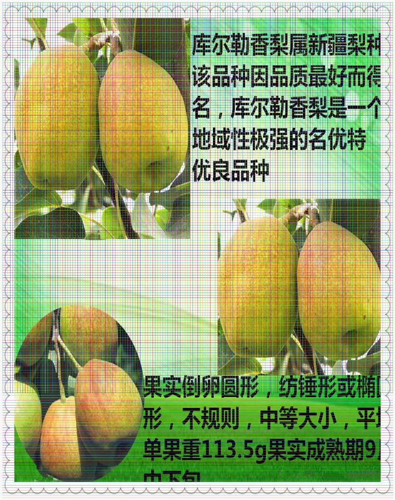 四川梨樹苗供應(yīng) 金秋梨樹苗單價(jià)