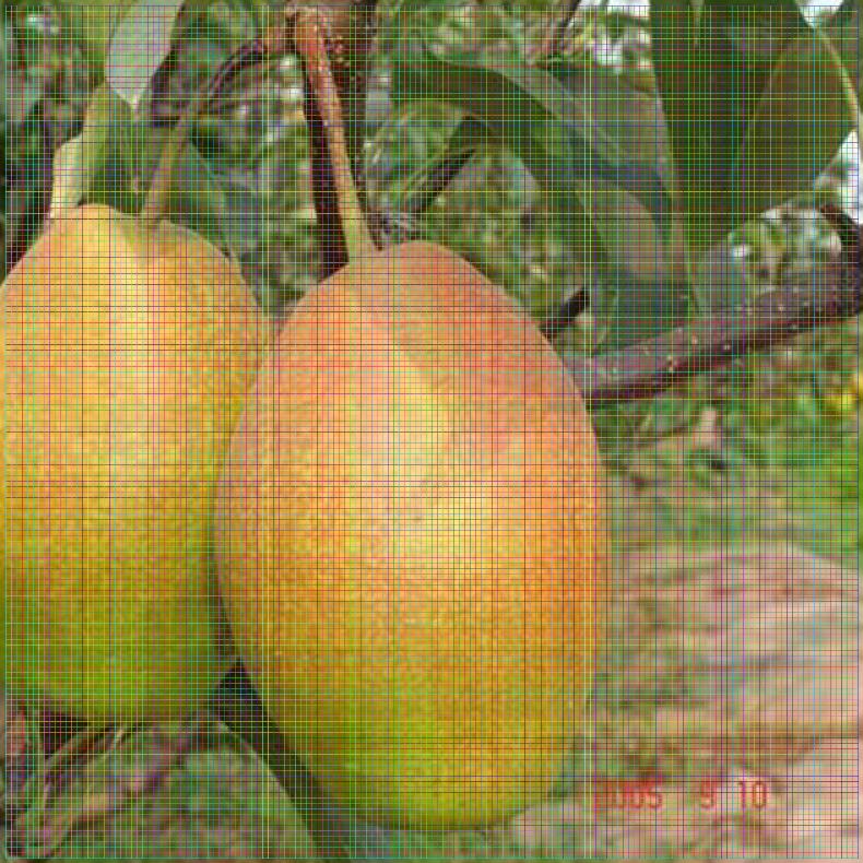 甘肃梨树苗供应 早美酥梨树苗多少钱一棵