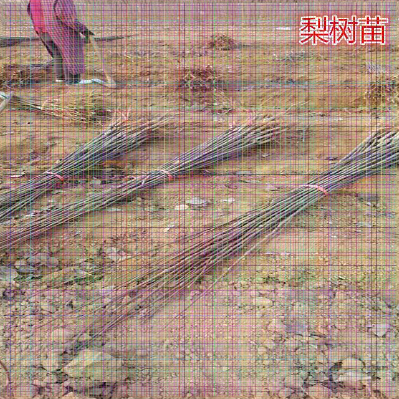四川梨樹苗供應(yīng) 金秋梨樹苗單價(jià)