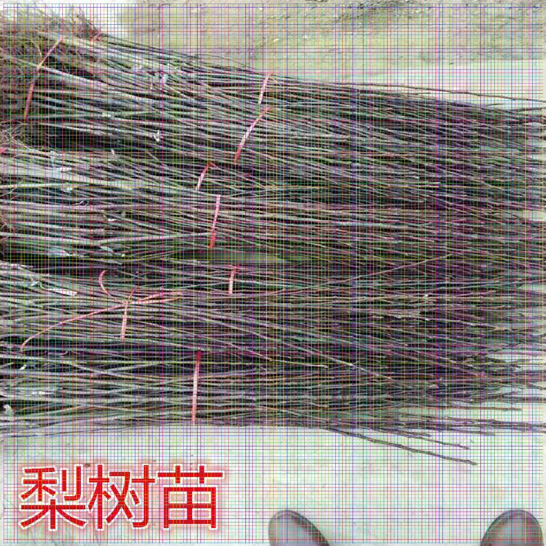 貴州梨樹苗供應(yīng) 紫巴梨樹苗多少錢出售