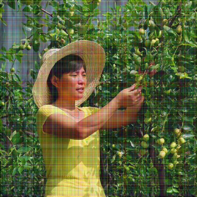 棗樹苗哪里有；內(nèi)蒙古茶壺棗樹苗批發(fā)價(jià)格