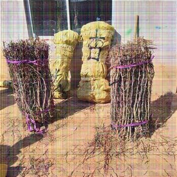 棗樹苗哪里有；北京磨盤棗樹苗單價(jià)