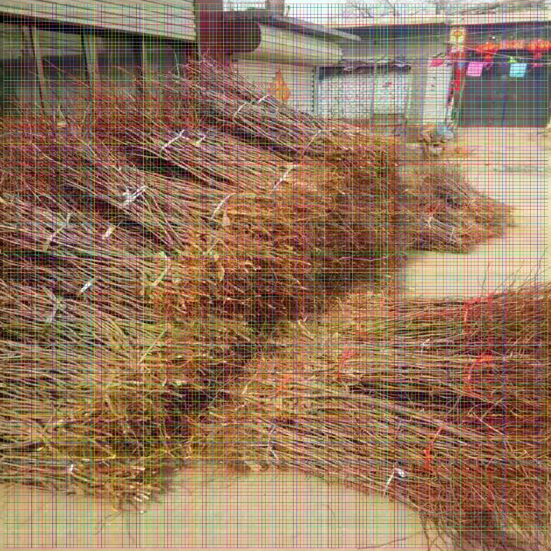 棗樹苗哪里有；新疆金絲小棗樹苗產(chǎn)地在哪