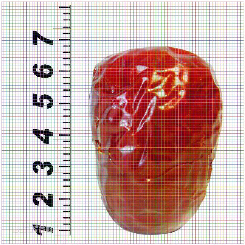 棗樹苗哪里有；山西泗洪大棗樹苗單價(jià)