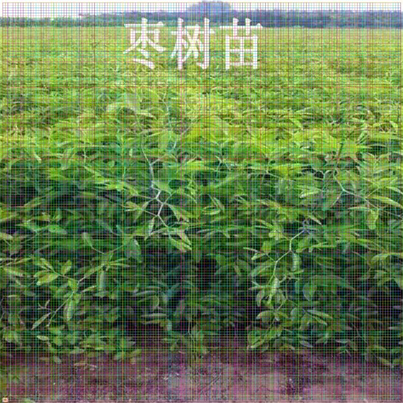 棗樹苗哪里有；云南阜星棗樹苗多少錢一棵
