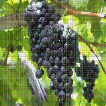 矢富羅莎葡萄苗出售價(jià)格玫瑰香葡萄苗出售基地