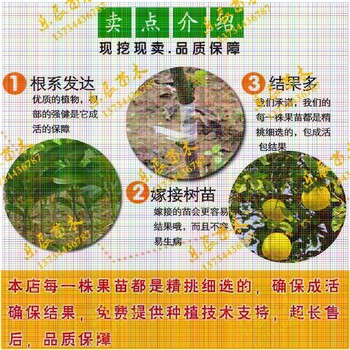 安藝皇后葡萄苗出售價(jià)格紅羅莎里奧葡萄苗報(bào)價(jià)多少