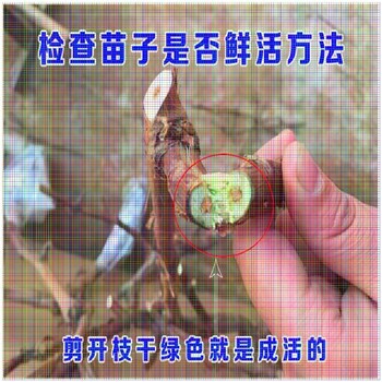 冰美人葡萄苗出售價(jià)格赤霞珠葡萄苗出售基地