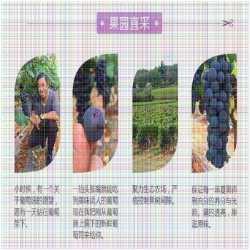黑色甜菜葡萄苗出售價格美國紅提葡萄苗哪里有