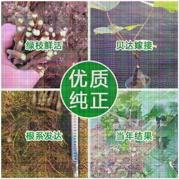 北京葡萄苗多少錢一株；維多利亞葡萄苗批發(fā)基地