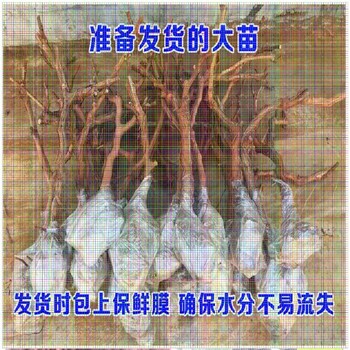 小辣椒葡萄苗出售價格新郁葡萄苗多少錢一株