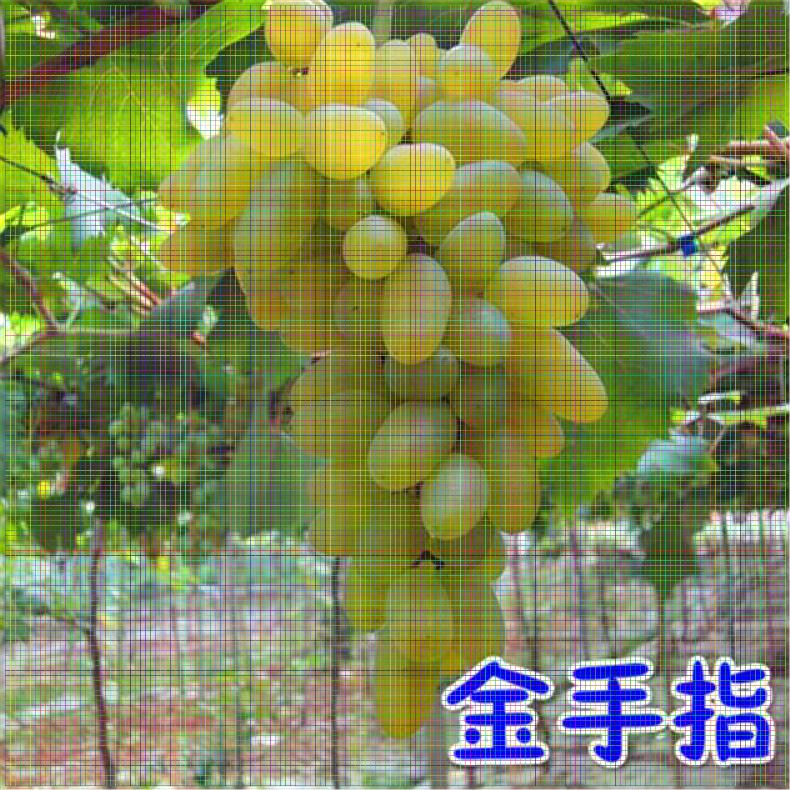 上海葡萄苗多少钱一株；绍兴三号葡萄苗什么时候种