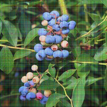 蓝莓苗单价海岸蓝莓苗多少钱一株