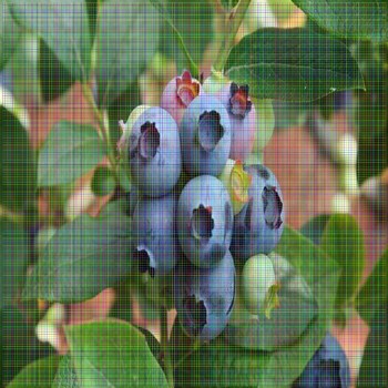 蓝莓苗单价米德蓝莓苗多少钱一株