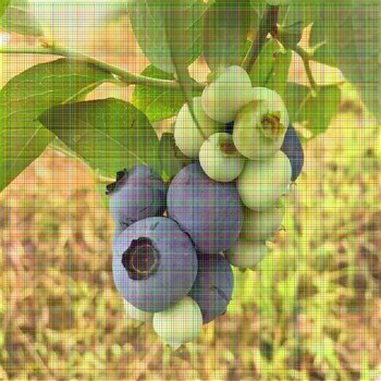 蓝莓苗单价天普菲尔蓝莓苗报价多少