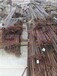 揭阳揭东区收购钢板桩多少钱一公斤
