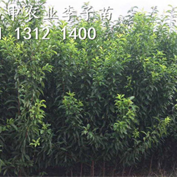 李子苗品種批發(fā)銷售，出售李子樹苗市場價(jià)格