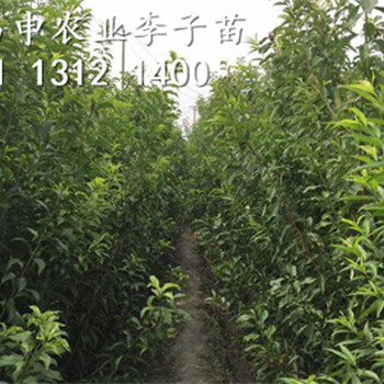 李子苗多少錢一株，李子樹苗批發價格，五月脆李苗出售基地