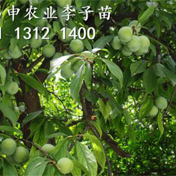 晚熟李子苗出售價格，汶川李子樹苗批發(fā)銷售