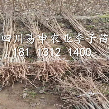 茂县李树苗种植基地，2公分李子苗出售价格