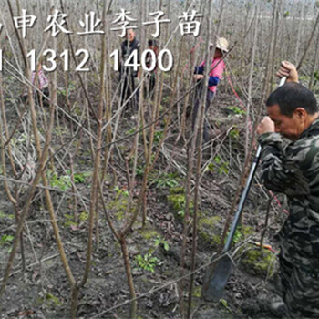 四川李子苗出售，李子樹苗批發(fā)產(chǎn)地