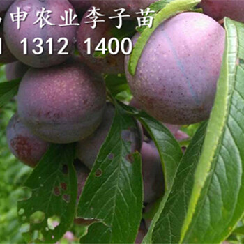 云南李子苗賣多少錢，鳳凰李子樹苗銷售價格