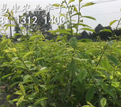 贵州李子苗价格多少，蜂糖李树苗批发出售
