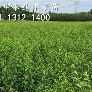 茂縣李子苗出售價格，茂縣李子苗批發(fā)多少錢