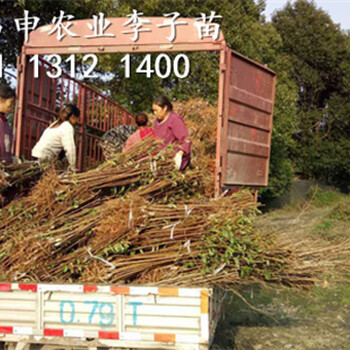 哪有賣李子樹苗的，李子樹苗價(jià)格多少錢