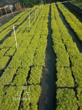 屋頂綠化、佛甲草、金葉佛甲草、垂盆草、錦竹草（綠趾草）