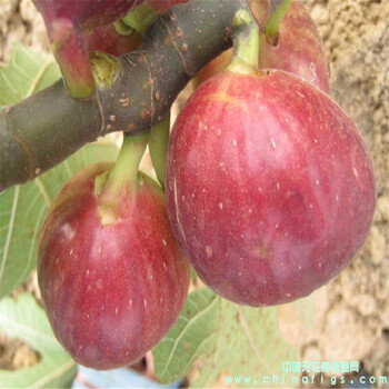 布蘭瑞克無花果苗波姬紅無花果苗青皮無花果苗現(xiàn)挖現(xiàn)賣基地無花果苗批發(fā)
