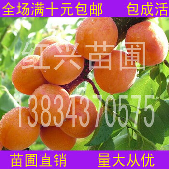 8公分9公分杏樹(shù)山西杏樹(shù)價(jià)格大規(guī)格杏樹(shù)