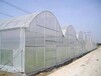 薄膜温室大棚覆盖材料-国产PO膜农用大棚膜