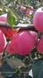 矮化短枝型红富士苹果栽培技术图片