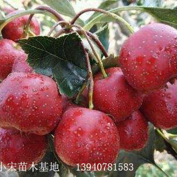 遼寧山楂苗價(jià)格遼寧1米高大果山楂苗多少錢