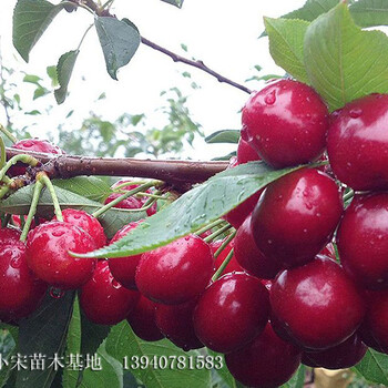 四川泸州辽宁小宋苗木俄罗斯8号大樱桃品种繁多