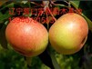 产量好的苹果梨树苗哪里有苹果梨树苗苹果梨苗价格