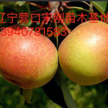 產(chǎn)量好的蘋(píng)果梨樹(shù)苗哪里有蘋(píng)果梨樹(shù)苗蘋(píng)果梨苗價(jià)格