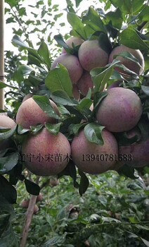 新疆恐龍蛋李子苗多少錢(qián)一顆